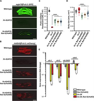 The F-box protein FBXL-5 governs vitellogenesis and lipid homeostasis in C. elegans
